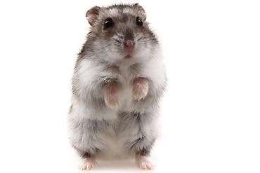 джунгарик: Карликовый хомячок (Джунгарик) - Вид: джунгарский карликовый хомяк — 7