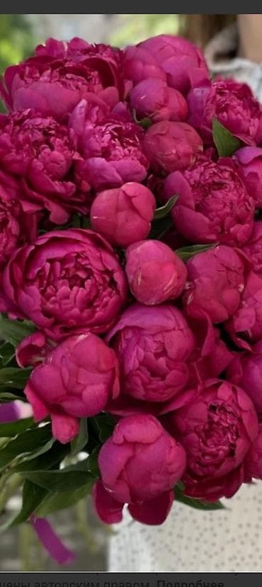 продаю красивые вазы: Пионы насыщенных ягодных оттенков — плотные махровые бутоны с крупными — 2