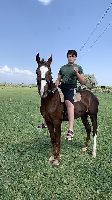 малга на скот: Продаю | Жеребец | Рабочий — 6