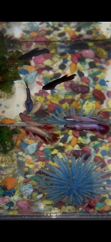 корым: Бойцовые рыбки (Betta splendens) — разноцветные самцы и самки — 5