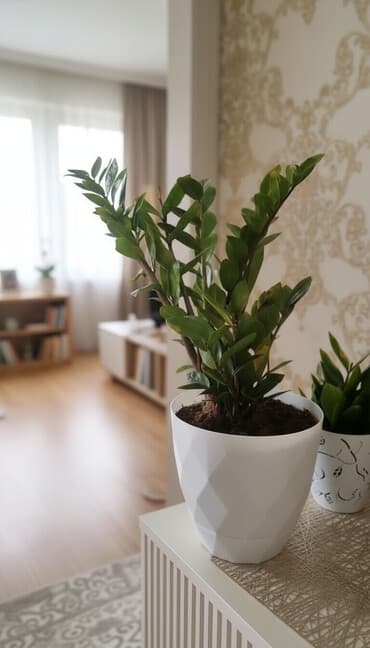 РАСПРОДАЖА Продаю цветок для офиса и дома. Высота 1 метр. долларовое