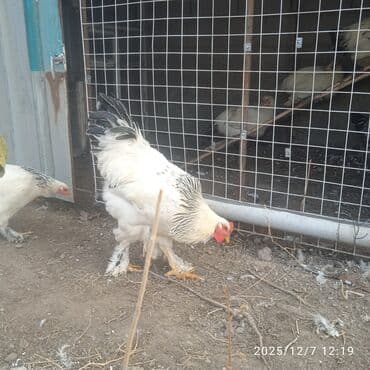 продажа домашних животных: Продаю | Петух, Куры | Брама | Для разведения — 2