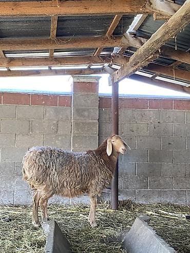 продаю шерсть: Продаю | Овца (самка) | Для разведения — 5