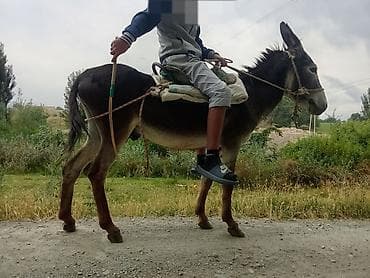 Животные: Кунан эркек минилип калган минус жок - Вид: осёл (самец). - — 1