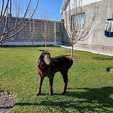 мини такса: Продаю | Баран (самец) | Для разведения | Племенные — 3