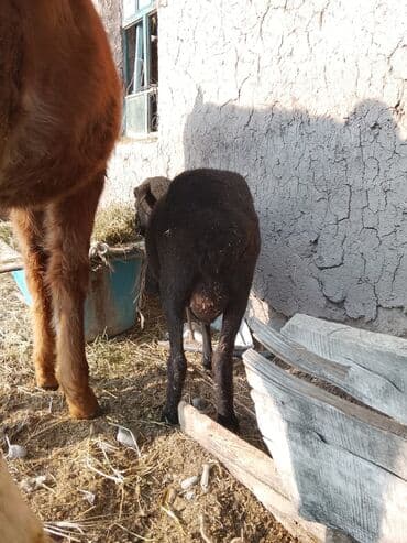 сколько стоит коза дойная купить: Продаю | Козёл (самец) | Полукровка | Для разведения — 6