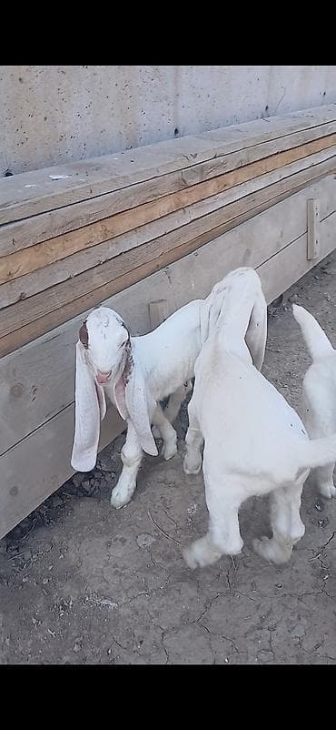 токмок котята: Сатам | Улак | Камори | Көбөйтүү үчүн, Сүт алуу үчүн | Асыл тукумдуу, Жасалма жол менен боозутуу — 4