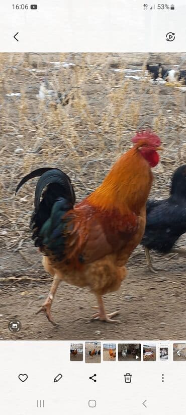 Продаю | Петух | Кучинская | Для разведения