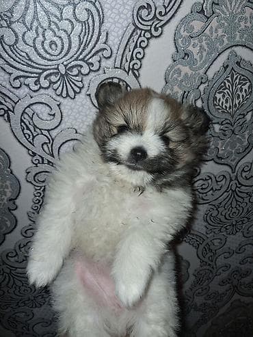 мойка собак: Помиранский шпиц •Девочка •Родилась 14 .03.2026 •Окрас : пати-колор — 4