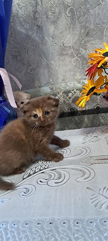 шотланская вислоухая кошка: Шотландские вислоухие котята (Scottish Fold) 1,5 месяца Поведение и — 6