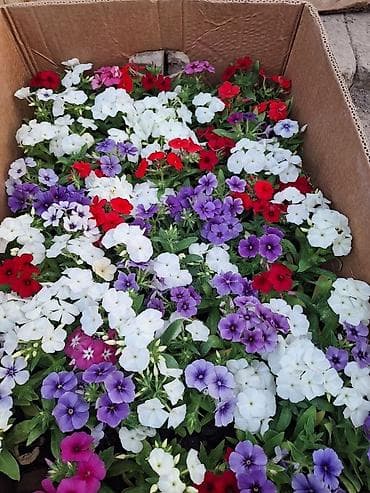 курой: Только оптом.По штучно не звонить.Рассада однолетних цветов для клумб — 1