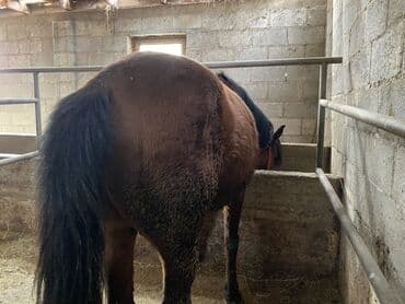 арпа урук сатылат: Сатам | Жылкы (эркек) | Союуга, Жумушка — 5