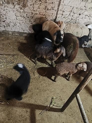 Баран, овца: Продаю | Ягненок | Для разведения | Матка — 9