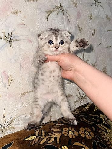Мышыктар: Скотиш Фолд (Шотландиялык шалпаң кулак), 2 айлык, Эркек, Боз — 1