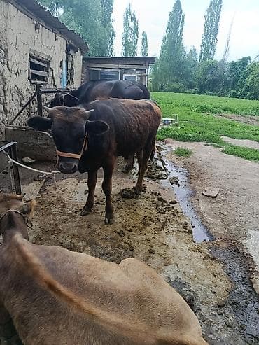 самый лучший сильный умный собака: Продаю | Бык (самец) | На откорм | Привязанные — 1