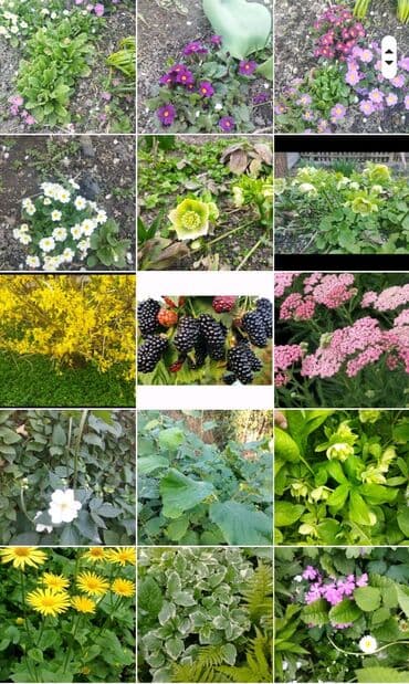 Саженцы цветка at lalafo.kg Саженцы цветка