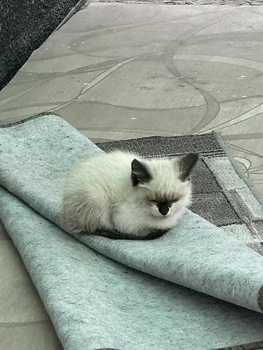 симс: Котёнок с сиамским окрасом (котик/кошка не указан) - Возраст на вид — 2