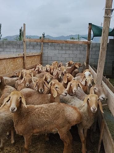 джерси гигант яйца: Продаю | Овца (самка) | Арашан | Для разведения | Ярка — 4