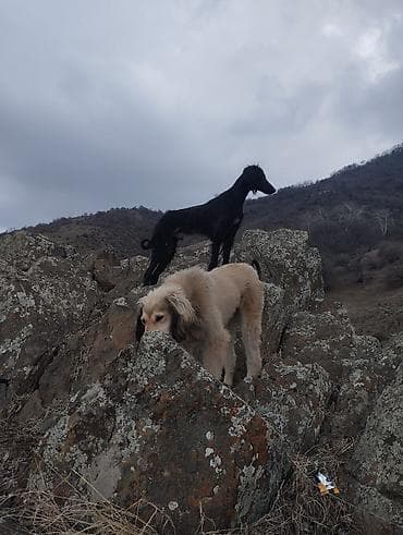 Үй жаныбарлары: Порода: тайган Сары Кыз 1жаш учар 2жаш Предлагаются собаки с рабочими — 3