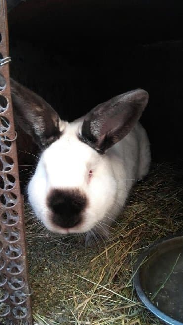 декоративные заборы: Кролики — 15