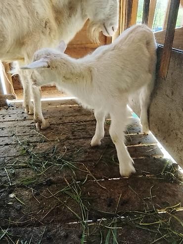 уй кой: Продаю | Коза (самка) | Для молока | Племенные — 9