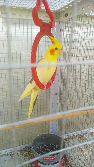 корм для птенцов волнистых попугаев: Волнистые попугайчики хорошо учатся говорить и приручаются к рукам. А — 15