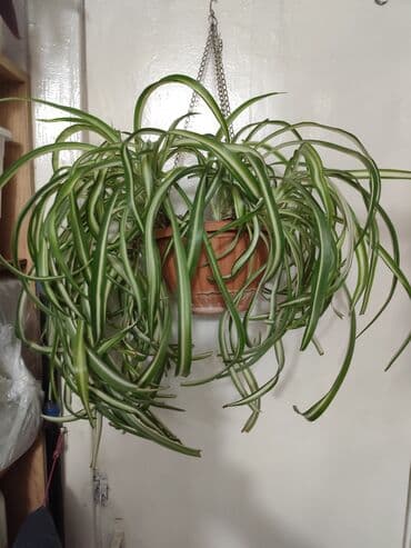 саженцы банана: Цветы от 100 сом, комнатные адаптированые. Алоэ Вера, Алоэ столетник — 14