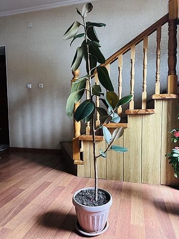 Фикус эластика (Ficus elastica) в горшке - Высокое комнатное дерево с — 5