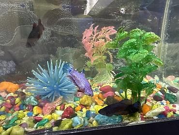 golden retriver: Бойцовые рыбки (Betta splendens) — разноцветные самцы и самки — 6