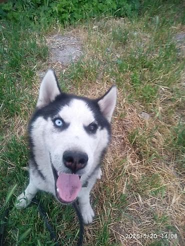 Хаски, 7 месяцев, Самец, С прививкой