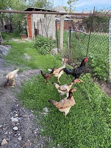 фазаны цыплята: Продаю | Куры, Петух | Дакан | Для разведения, Несушки, Для боев — 6