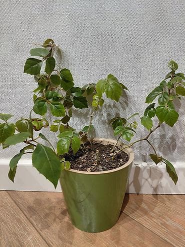 лианы: Продаются комнатные цветы: лиана, сингониум, алоэ вера — 3