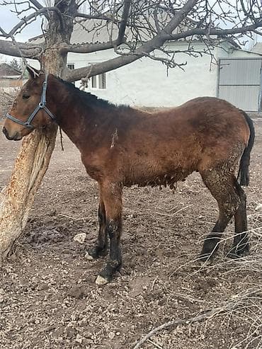 охот собака: Продаю | Жеребенок | Полукровка, Кара Жорго | Конный спорт — 3