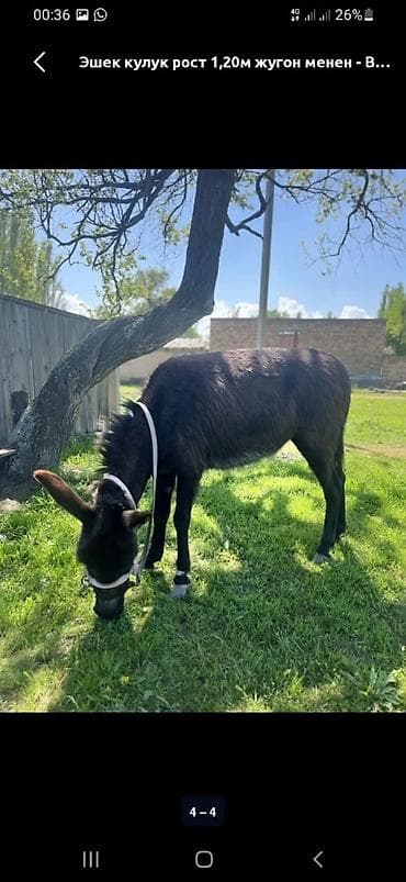 chi su: Осёл, рост 1,20 м. Окрас тёмный, густая шерсть. На фото — с — 2