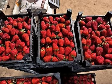 арбузы с поля: Клубника В розницу — 2