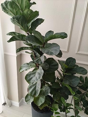 дом цветы: Замиокулькас и фикус лирата (два отдельных комнатных растения в — 4