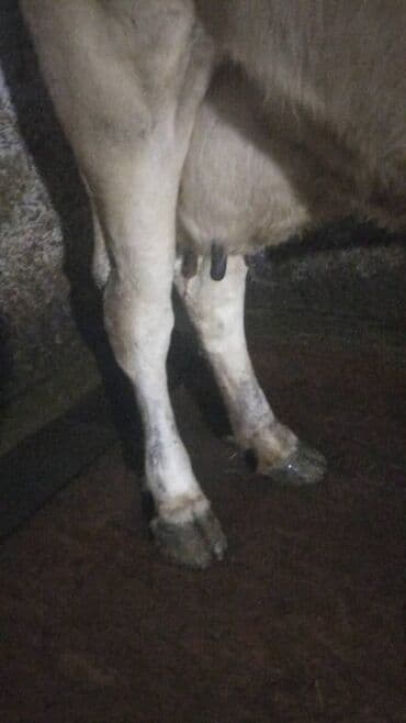 племенные коровы молочные купить: Продаю | Корова (самка) | Голштин | Для молока | Привязанные — 3