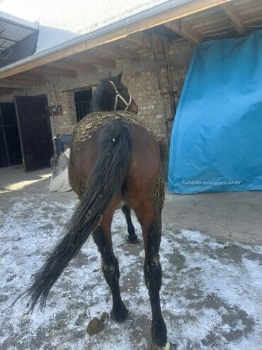 собака долматинец: Продаю | Кобыла (самка) | На забой, Для разведения — 3