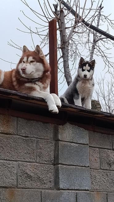 собака питбул: Хаски, 5 месяцев, Самец, С прививкой, С родословной — 5