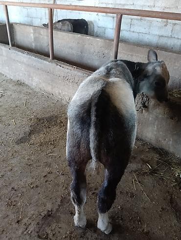 телята ангуст: Продаю | Бык (самец) | На откорм | Привязанные — 3