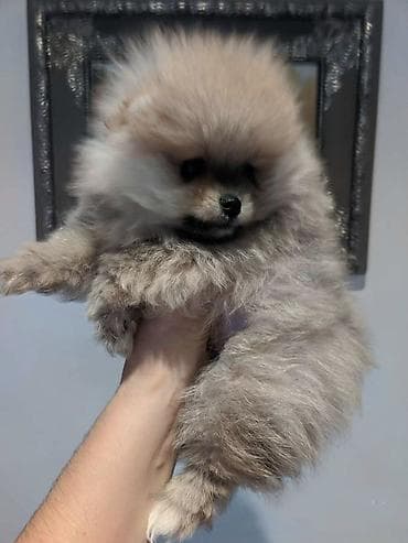 спаниель щенки: Щенки померанского шпица (тип мишка), карликовый формат. - Окрас на — 2