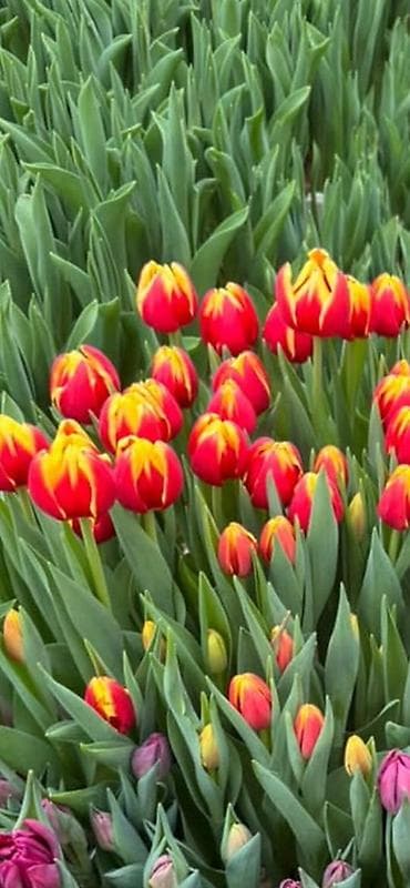 плетенная корзина: Оптом длина 50-65см 10разных расцветок также принемаем букеты в — 1