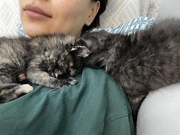 scottish fold: Отдам котят в добрые руки, мальчик и девочка 1-1,5 месяца — 4