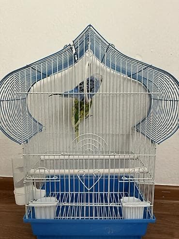 пекинская утка бишкек: 🔥 Ручные волнистые попугаи | Молодые | ХИТ 🐦 Продаются волнистые — 2