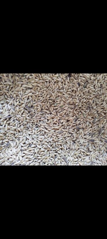кухонный стол стулья бишкек: Продается ячмень в мешках находится в беловодске чистая в мешке — 3