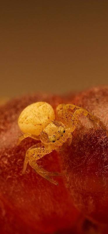 макро обьектив: Продаю макрообъектив Sigma 70mm f/2.8 DG Macro Art (e-mount) 📸 — 4