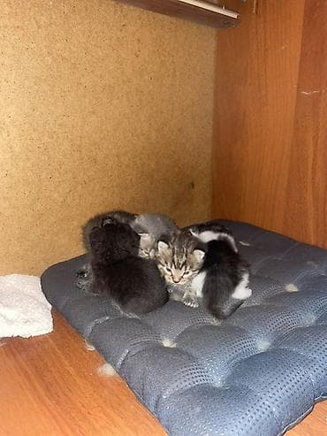 котята г ош: Котята, помёт из 5 малышей. Один котенок 500сом - Возраст: 4 недели — 5