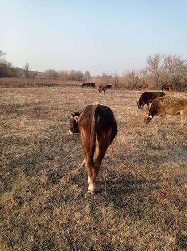 коров: Продаю | Бык (самец) | Швицкая | Для разведения, На откорм | Осеменитель — 4
