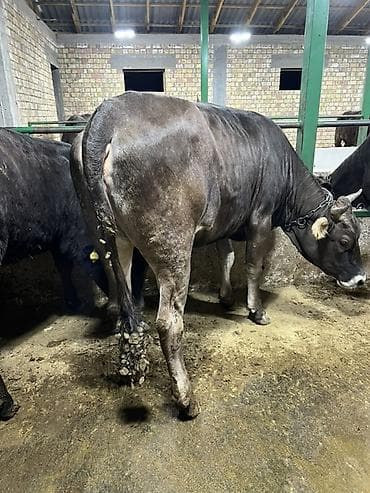 кукурузные хлопья: Продаю | Корова (самка) | Алатауская, Бельгийская, Абердин-ангус | Для молока | Племенные — 6