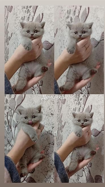 усыпление кошки цена: Продаём котят (мальчики и девочки). Вислоухие (скотиш фолд) - 15.000 — 8